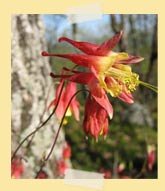 Photo of Wild Columbine by Seth